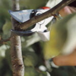 Gardena makaze škare za orezivanje BP 50 Profi